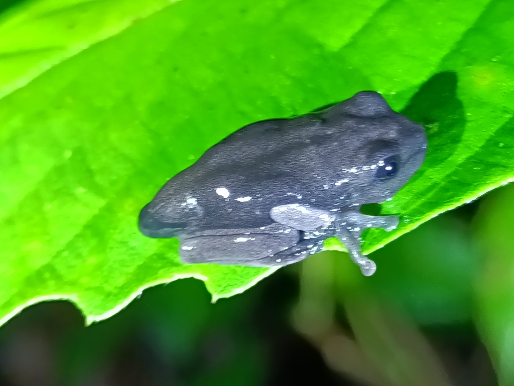 Red Devil Tree Frog