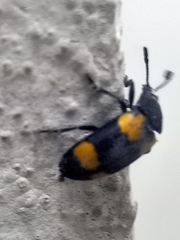 Episcapha quadrimacula