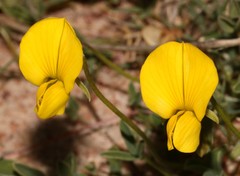 Crotalaria excisa excisa