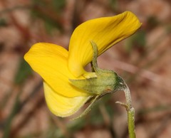 Crotalaria excisa excisa