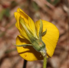 Crotalaria excisa excisa