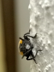 Episcapha quadrimacula