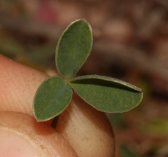 Crotalaria excisa excisa