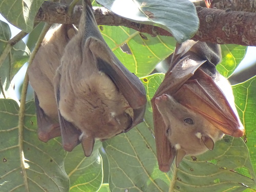 Gambian Epauletted Fruit Bat
