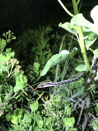 Dendrelaphis marenae