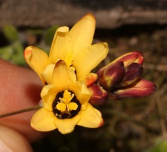 Ixia maculata