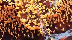 Physarum melleum