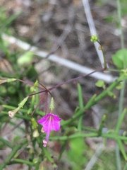 Commicarpus tuberosus