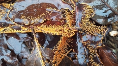 Physarum melleum