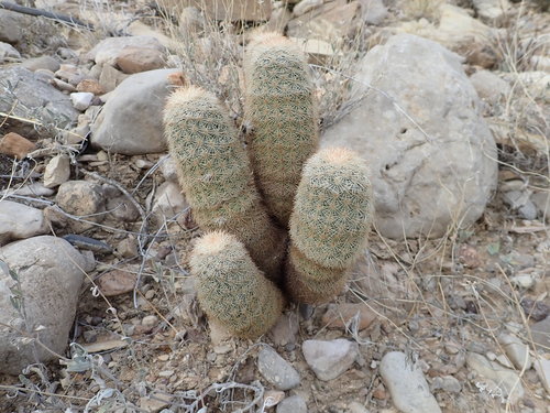 Texas rainbow cactus
