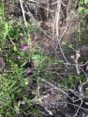 Commicarpus tuberosus