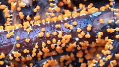Physarum melleum