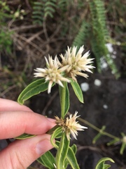 Alternanthera echinocephala