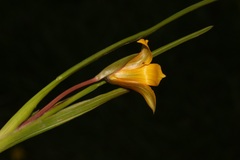 Romulea saldanhensis