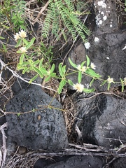 Alternanthera echinocephala