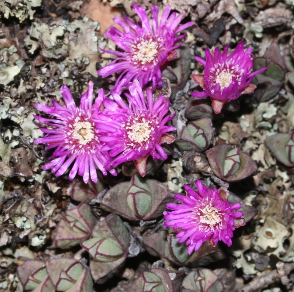 Antimima granitica, West Coast Peninsula, South Africa
