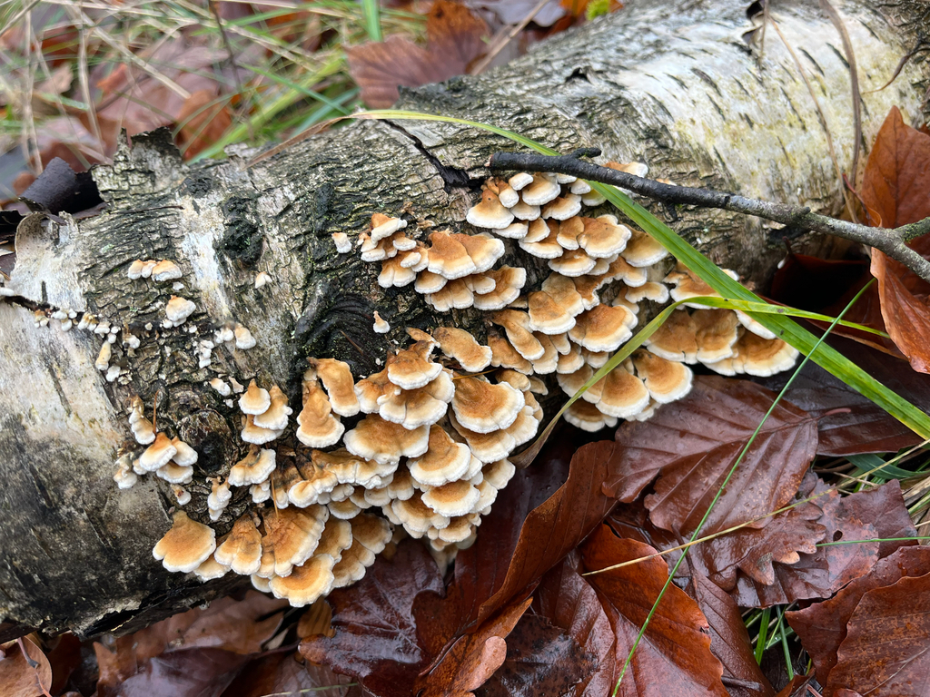 Plicatura crispa · November 2025 · photo: © eyekosaeder (iNaturalist, cc0)