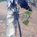 Siberian Hawker - Photo (c) Владимир Онишко, some rights reserved (CC BY-NC), uploaded by Владимир Онишко