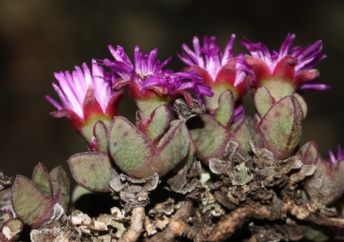 Antimima granitica