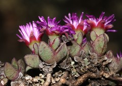Antimima granitica