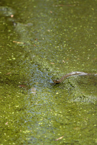 Common keelback sighting