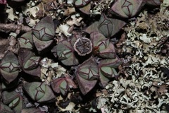 Antimima granitica