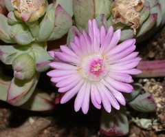 Oscularia vredenburgensis