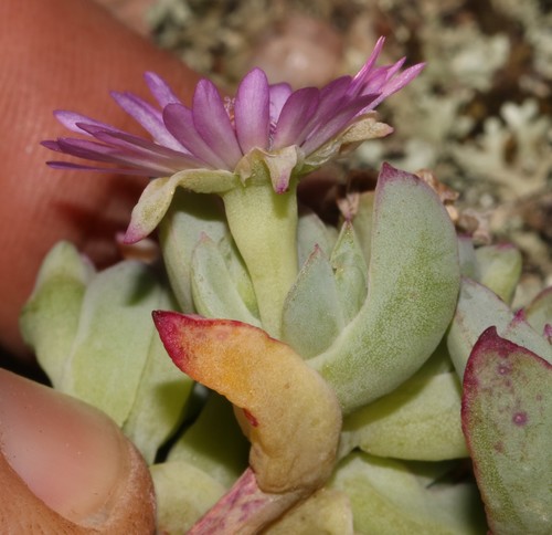 Oscularia vredenburgensis, photograph 6