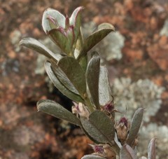 Podalyria sericea