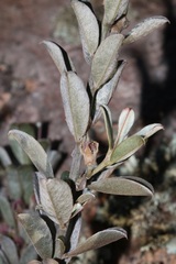 Podalyria sericea