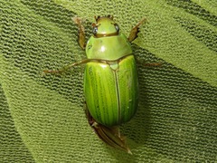 Pelidnota prasina
