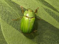 Pelidnota prasina