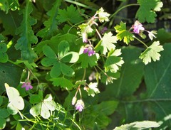 Geranium lucidum