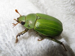 Pelidnota prasina