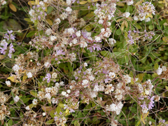 Cuscuta approximata