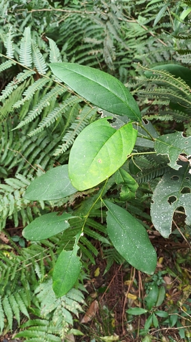 Citronella paniculata (Citronella paniculata)