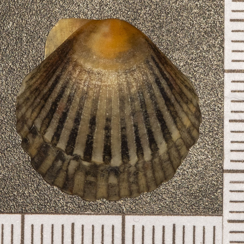 Pecten maximus