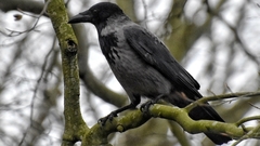 Corvus cornix