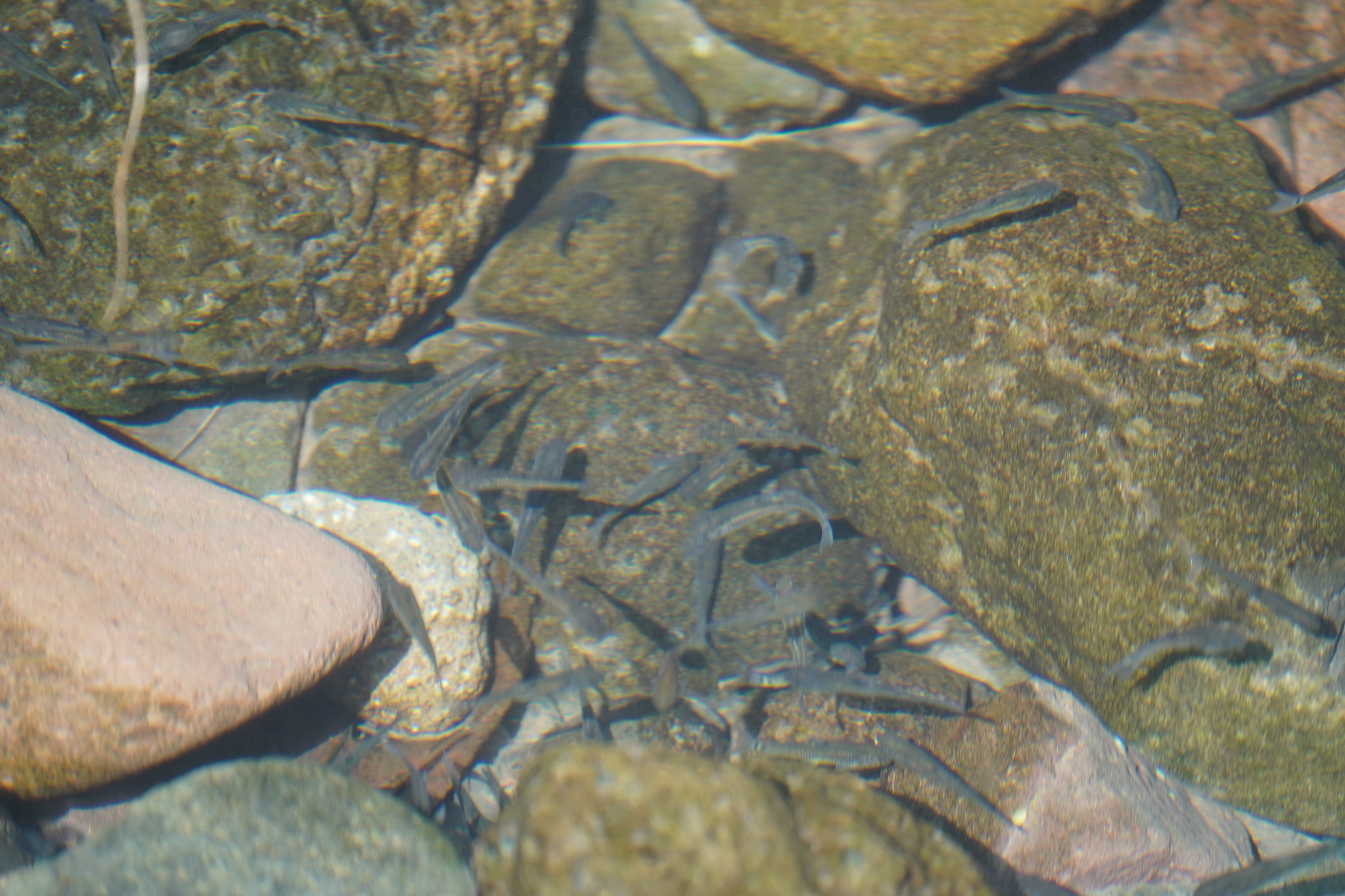 Ratnagiri Minnow photo 2