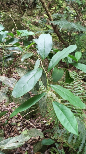 Citronella paniculata (Citronella paniculata)