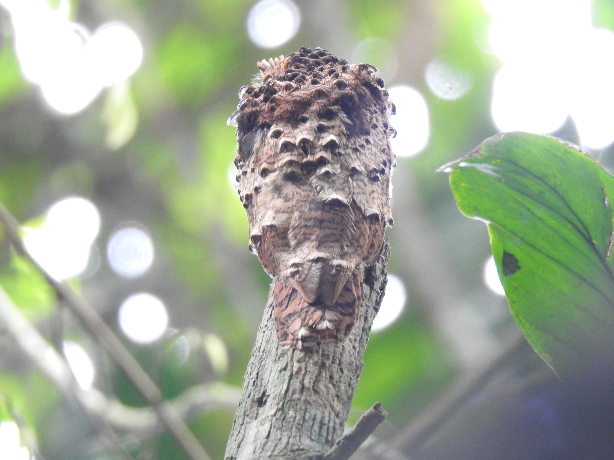 Rufous Potoo (Phyllaemulor bracteatus), photo 2