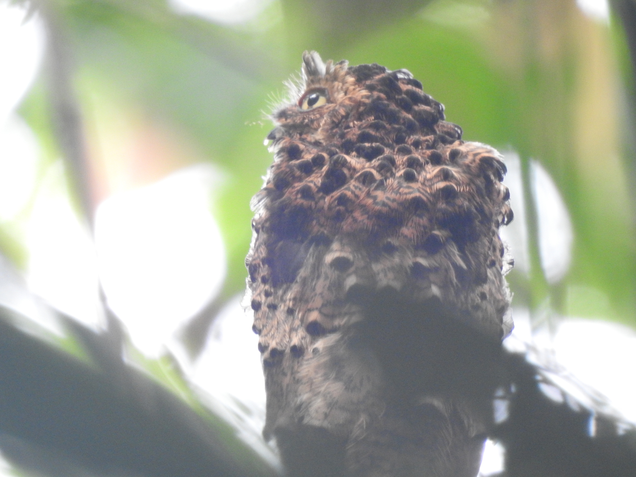 Rufous Potoo (Phyllaemulor bracteatus), photo 1