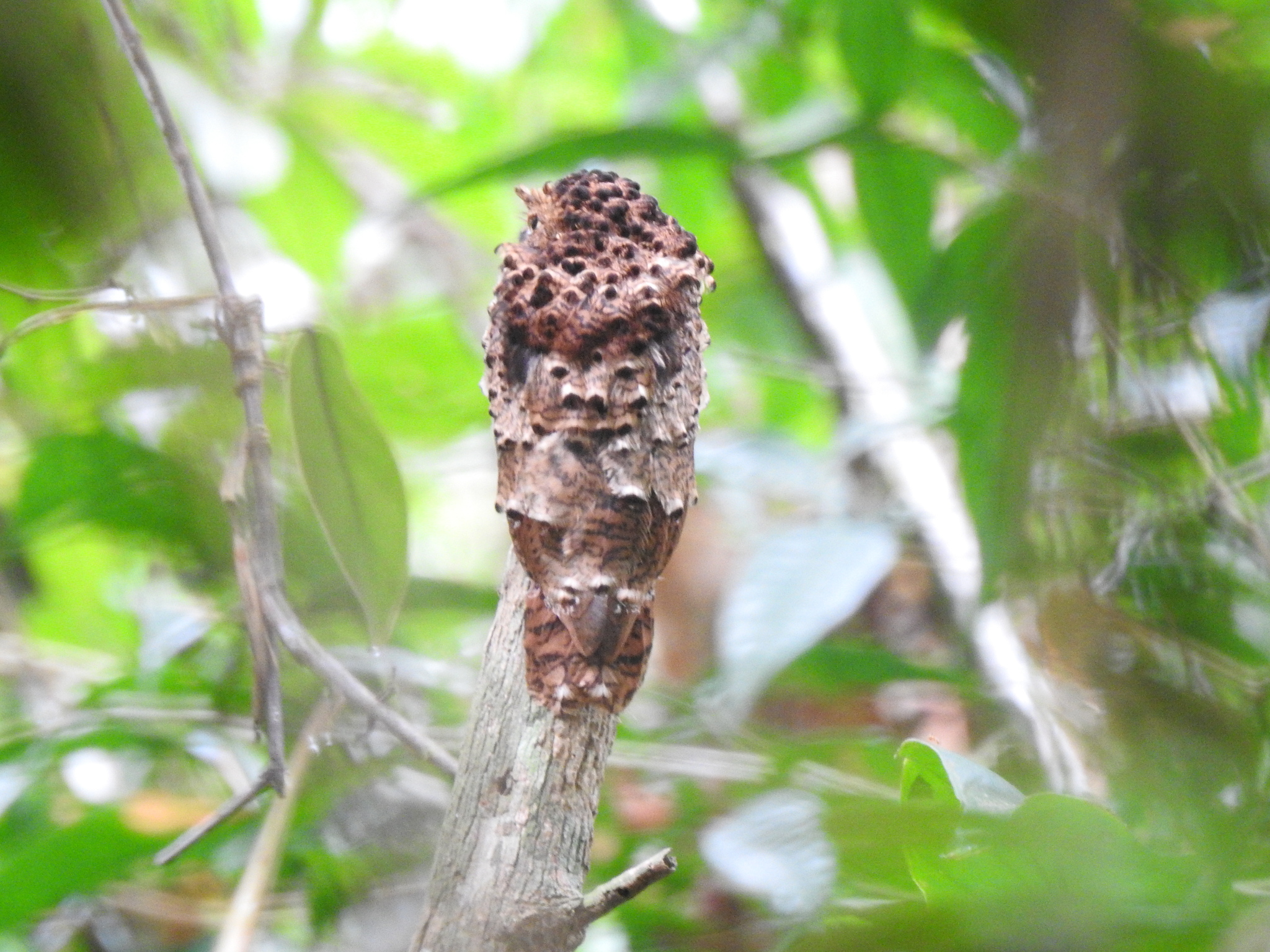 Rufous Potoo (Phyllaemulor bracteatus), photo 3