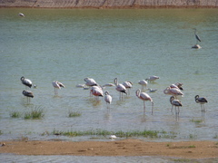 Phoenicopterus roseus