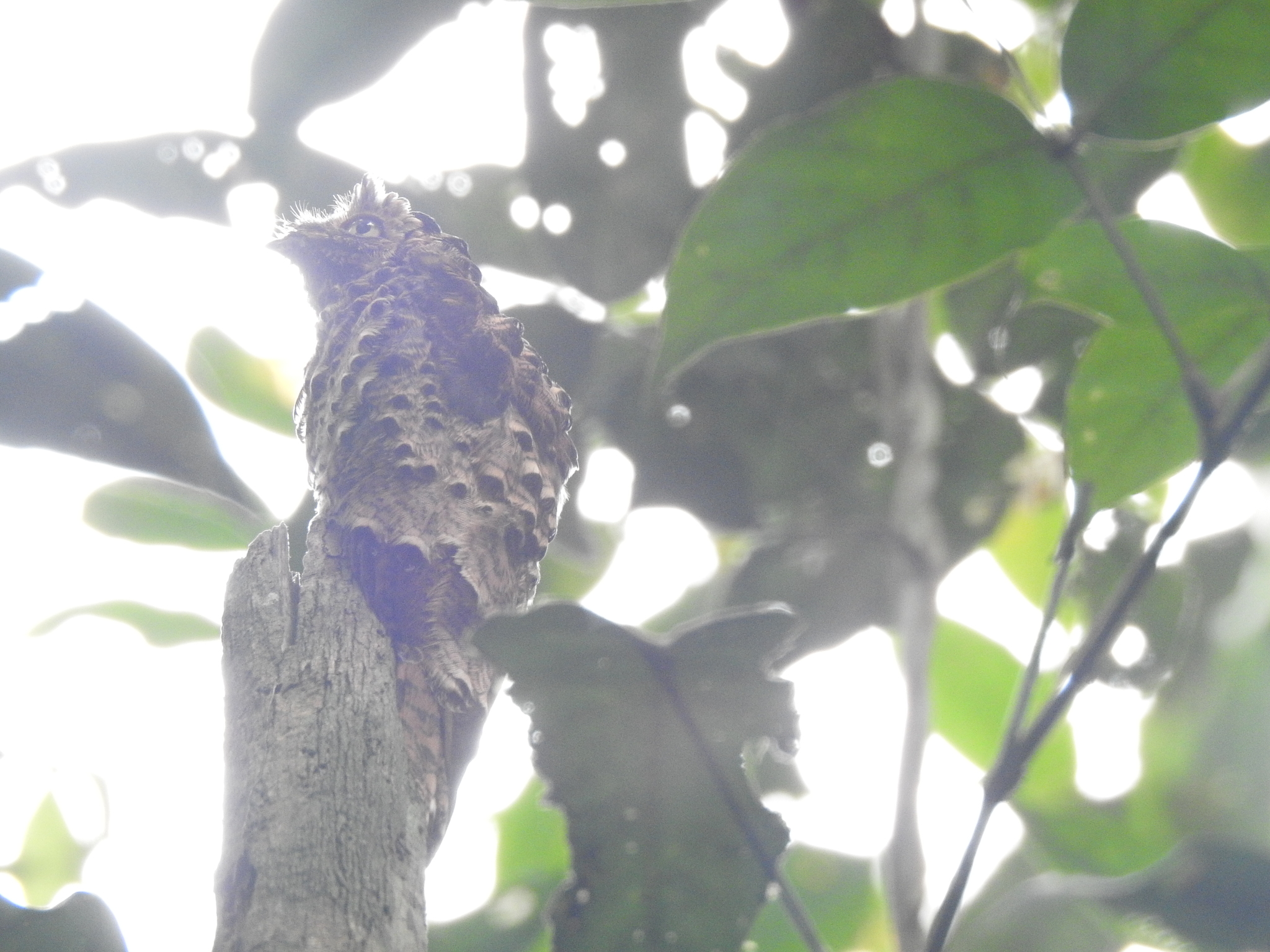 Rufous Potoo (Phyllaemulor bracteatus), photo 4