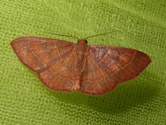 Cyclophora albidiscata