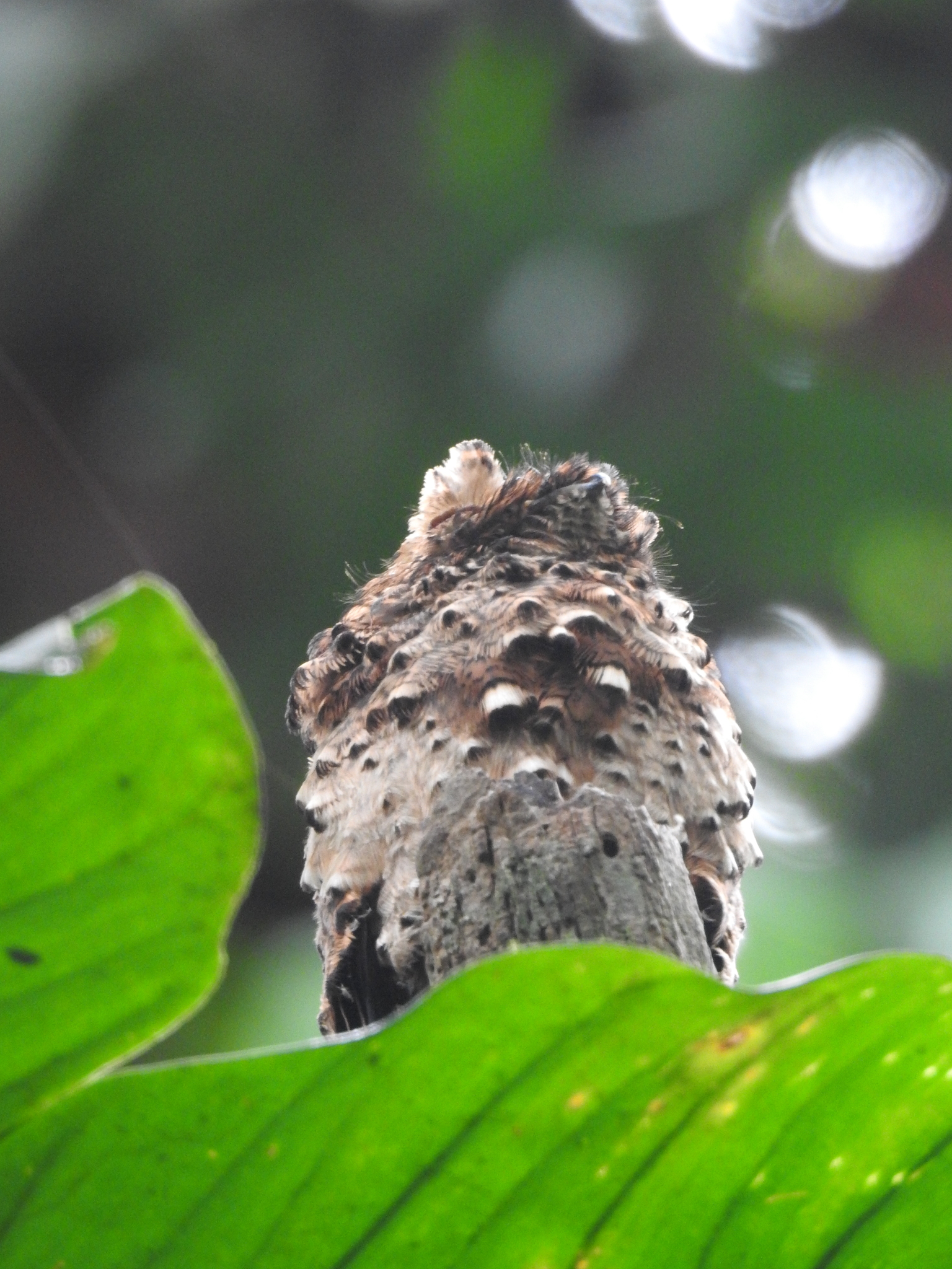 Rufous Potoo (Phyllaemulor bracteatus), photo 5