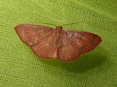 Cyclophora albidiscata