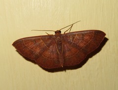 Cyclophora albidiscata