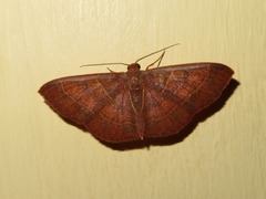 Cyclophora albidiscata